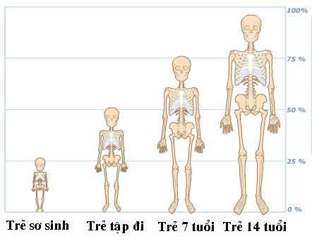 4. Làm thế nào để duy trì và phát triển xương khỏe mạnh?